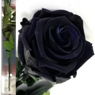Rosa Negra Eterna 35cm en su Estuche.