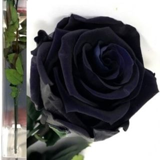 Rosa Negra Eterna 35cm en su Estuche.