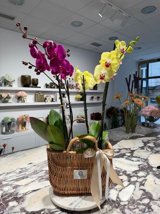 Cesta Diseño Con 2 Orquideas 60 Cm
