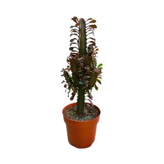Euphorbia Rubra