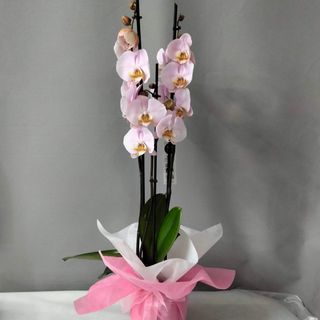 Orquidea rosada decorada