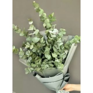 ევკალიპტი