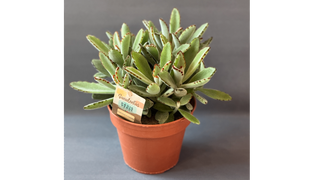 Kalanchoe tomentosa