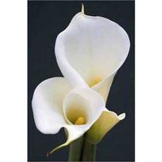 Calla bianca grande extra