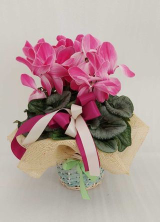 Ciclamino fucsia screziato con cesto