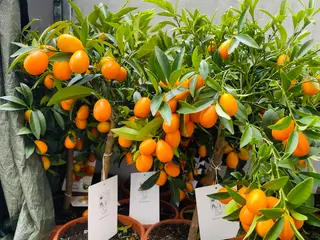 mandarini cinesi