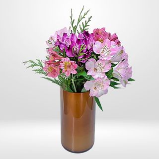  Alstroemeria variada