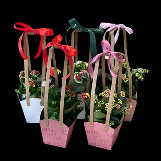 Kalanchoe 