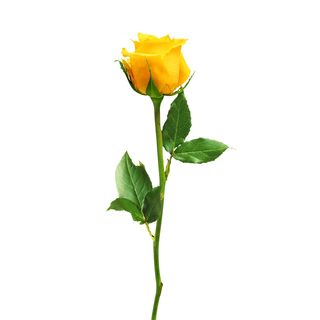 Rosa gialla singola