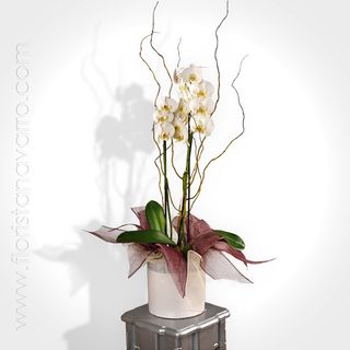 Orquidea phalaenopsis blanca