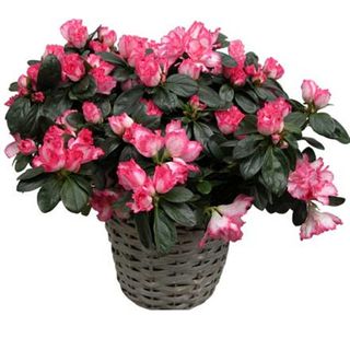 Planta Azalea