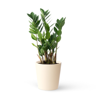 Zamioculcas