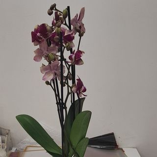 Pianta di orchidea color violacea elegant