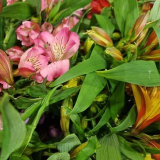 Alstroemeria 