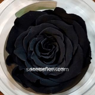rosa stabilizzata nera misura media