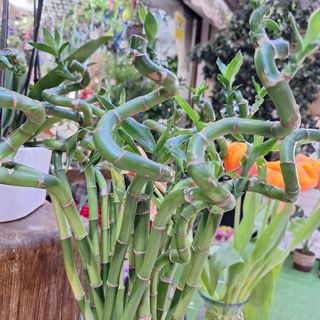 Caña de Bambú de la Suerte (Unidad)