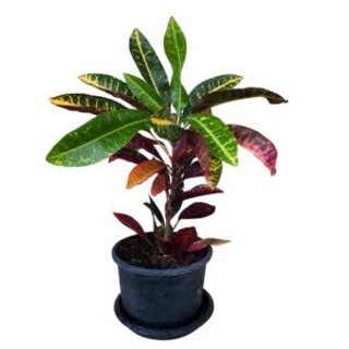 Croton
