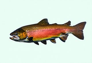 Филе от сьомга