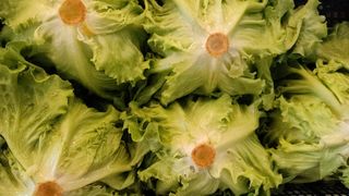 Insalata gentile 1 kg