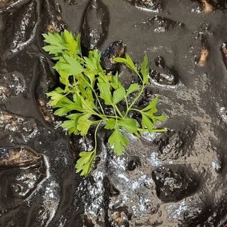 Chipirones En Su Tinta