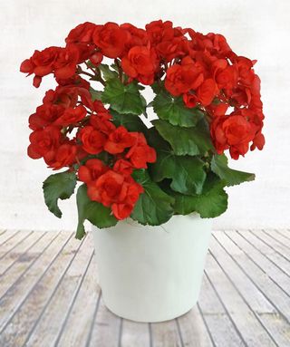 Begonia in vas ceramic