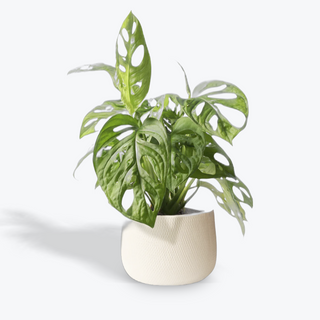 Planta Monster Andarsonii  30-40 Cm Altura Aprox