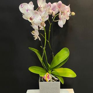 Orchidée blanche 