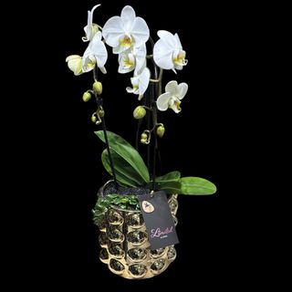 Luxury Orchid 2