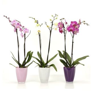 Orhidee Phalaenopsis cu două tije florale 50cm