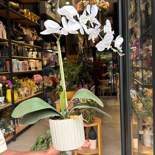 l'orchidée blanche artificielle 