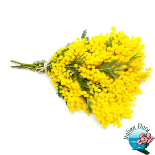 Mazzo Di Mimosa