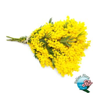 Mazzo Di Mimosa