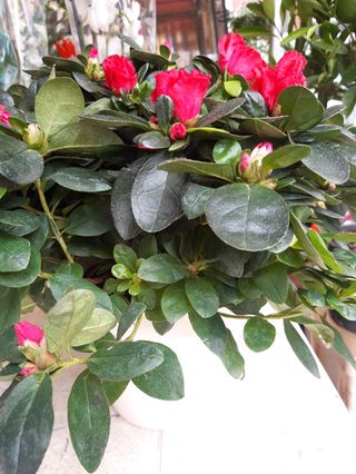 Azalea rosso basu terracotta grande 