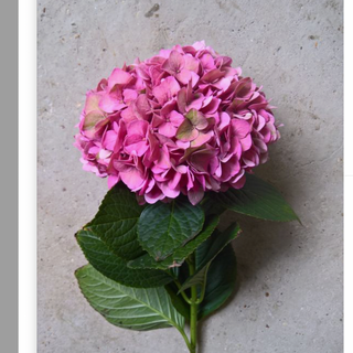 ჰოლანდიური ჰორტენზია 1 ტოტი