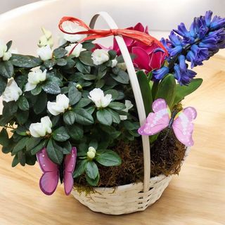 Cadou de Primavara cu 3 Plante