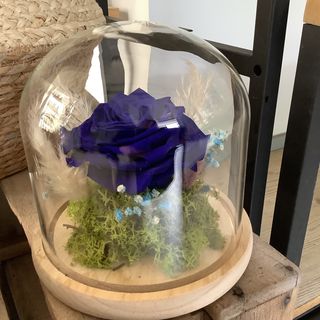 Cúpula de cristal,mediana,con rosa imperial de color azul