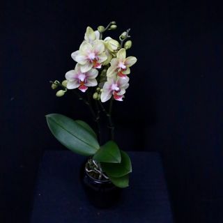 Orquídea mini Amarillo