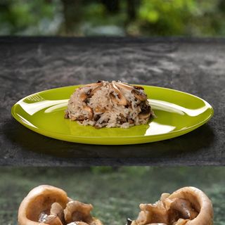 ՌԻԶՈՏՏՈ ՍՆԿՈՎ