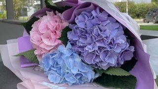 Bukiet pastelowych hortensji S, 3 hortensje w ślicznym opakowaniu