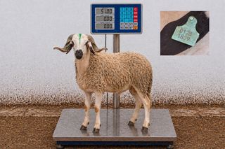 01281839 - 51 Kg