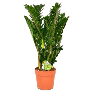 Zamia