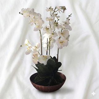 Orquídea Phalaenopsis