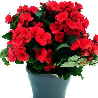 Begonia confezionata 