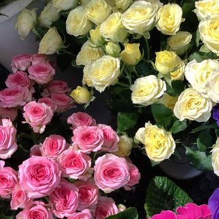 Mazzi roselline Olanda 6 rami ramificata 