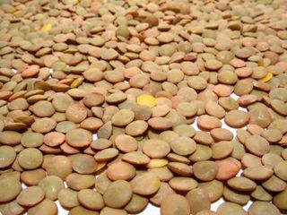 Lenteja Pardina (Peso Aprox 500 Grs)