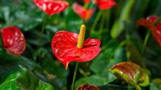 Anthurium colorato