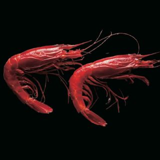 75-Langostino A La Plancha (3 Uds.)