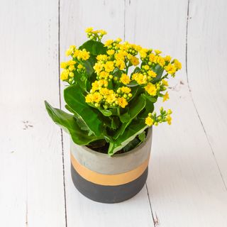 Kalanchoe