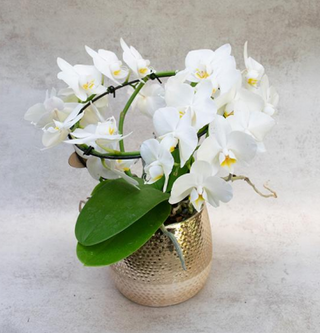 Orquídea Phalaenopsis De Flor Mini