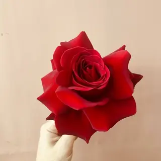 Rosa preparada